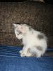 Percian Kitten for sale