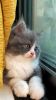 Persian cute cat for sell