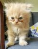 Beige colour Persian cat