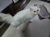 Persian cat 2.5 year old male snow white doll faced