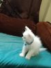 Want to sell my persian kitten which is only 2 months old white colour