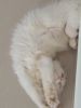 White Persian female cat