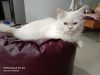 Male Persian Cat. 8 month.and Dr. Guidelines