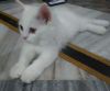 3 months old Persian kitten for sale