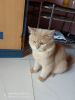 Persian cat male