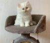 Pure Persian kittens available in all colours.