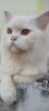 Persian Cat |1 year Cute & Healthy Persian Cat