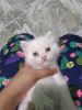 Persian kitten Doll Face