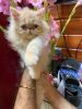 Male punch face persian cat