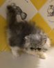 Gorgeous, Bicolor Purebred Persian Kitten descended from a Cat of the