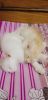 Two male doll face Persian kittens