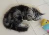 Persian Kitten (Cat) (3Months Old)