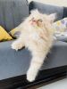 5 month old Persian cat... Off white colour