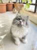 Grey and white male Persian Kitten