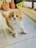 Female Brown and white Persian cat
