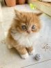 Brown and white Persian female cat