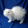 Adorable Persian for sale