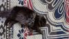 Dark brown coloured persian cat with half moon on both side of belly