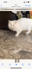 Persian Kitten white