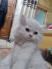 White Persian kitten for sale