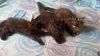 1 male and 1 female Persian kittens for adoption.