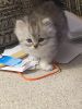 Frisky & lovable Persian kittens born April 9,2022 Ready on June 9