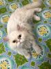 Perisian white cat female