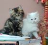 Persian kittens and cats