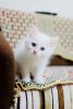 Kitten for sale at Rs 3500, Persian Ginger And White