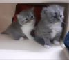 Cute,active and healthy girl persian kitten is for sale