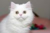 Copper eyed white Persian