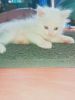 White Persian cat ---2 months old
