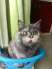 Adorable cutie semi punch 5 months Persian cat
