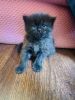45 days Persian kitten for sale