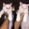 Persians cats blue eyes 2.5 month first vaccination done