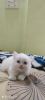 Selling 2 months old Persian cat