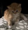 Persian/Calico Kittens