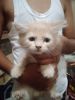 Persian baby cat black and white brown
