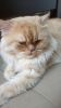 18 months old Fully Trained Male Persian Cat