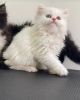 Persian Kittens available Text or WhatsApp at.... +1(5xx) xx4-36xx