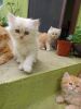 Persian 6 kittens