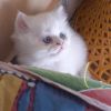 Teacup Persian Kittens Available for sale