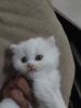 White persian kitten (female)