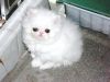 Male and Female Persian Kittens Ready to Go!