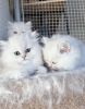 Perfect Christmas - Persian Kittens