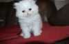 Beautiful Pedigree Persian Kitten