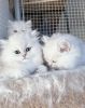 Perfect New Year - Persian Kittens
