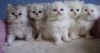 Chinchilla Persian kittens for sale