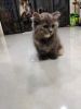 Persian breed kitten for sale