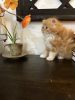 Two orange doll faced Persian males